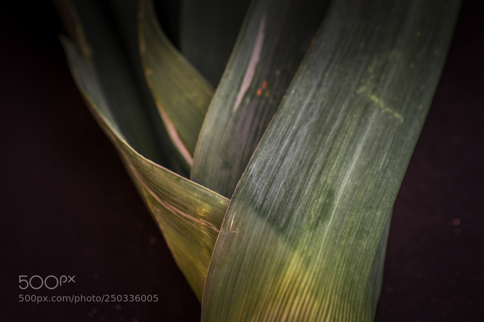 Nikon D5300 sample photo. Springing a leek photography