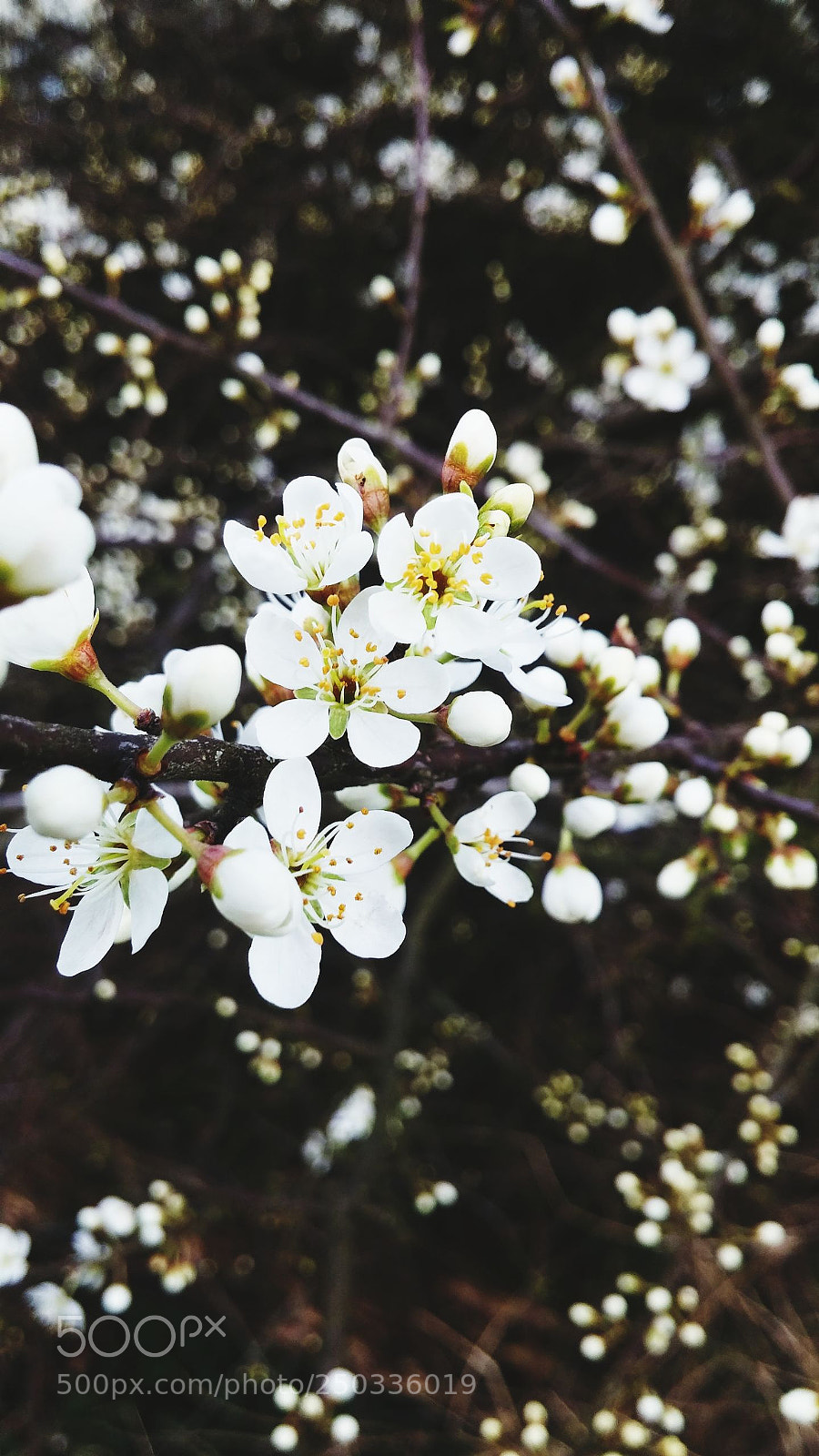 LG G3 sample photo. Untitled photography