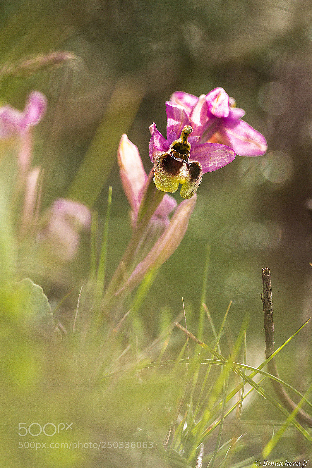 Canon EOS 7D sample photo. Ophrys tenthredinifera ophrys gu photography
