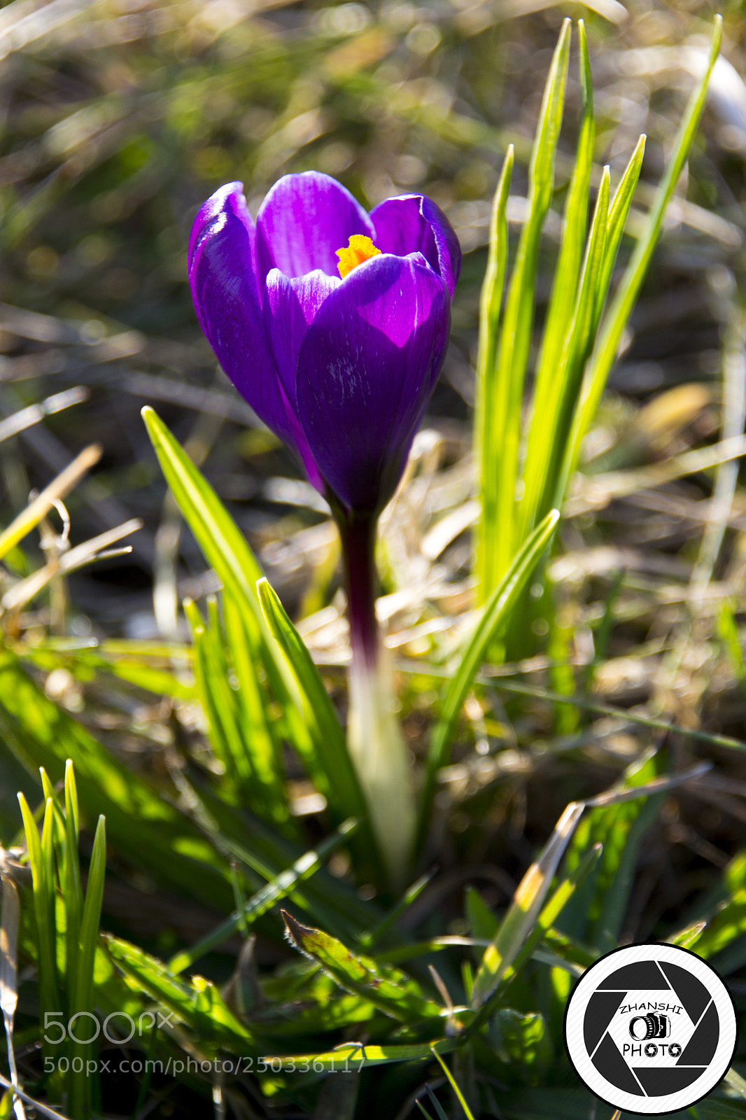 Nikon D3100 sample photo. Flower photography