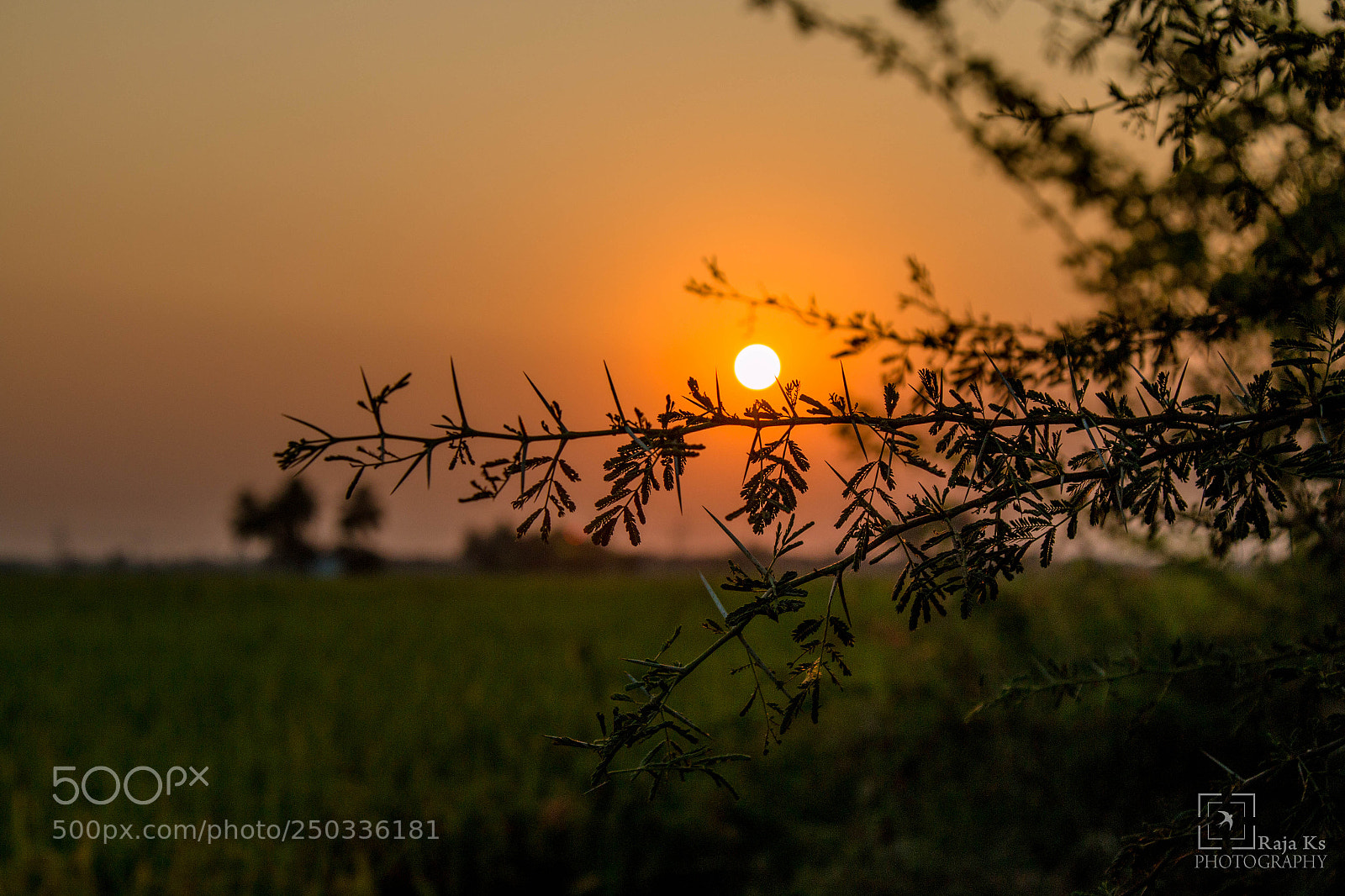 Canon EOS 70D sample photo. Vachellia nilotica photography