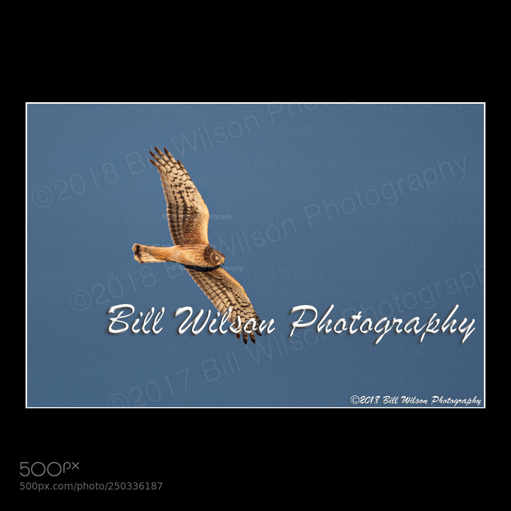 Nikon D500 sample photo. Northern harrier photography