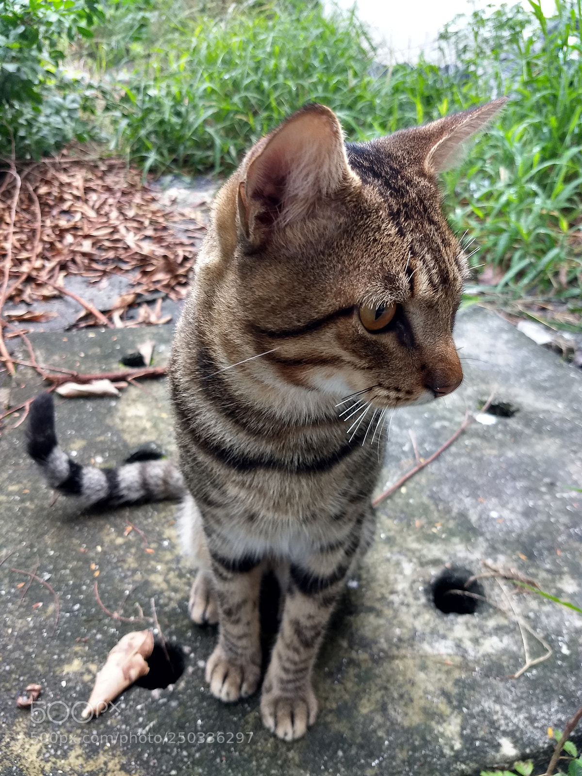 Motorola Moto Z (2) Play sample photo. A cat photography