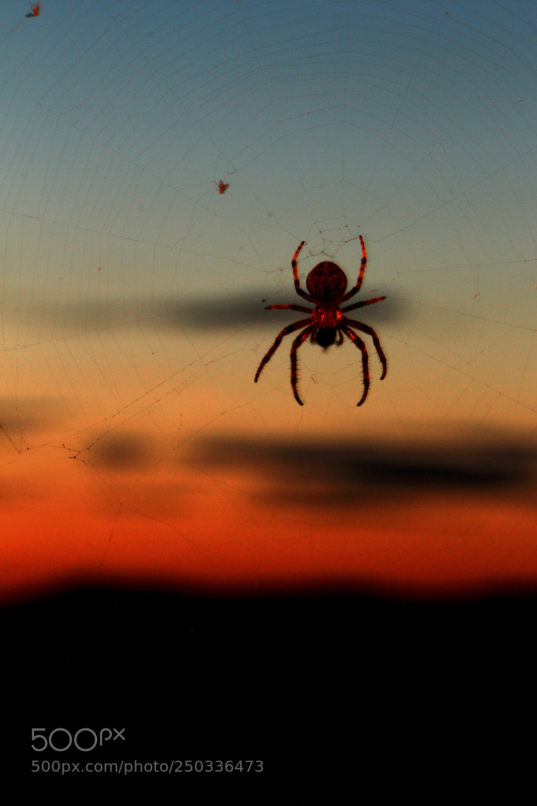 Canon EOS 700D (EOS Rebel T5i / EOS Kiss X7i) sample photo. Trapped photography