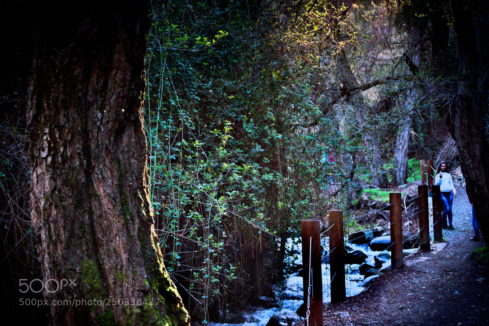 Sony a6000 sample photo. Path in the woods.jpg photography