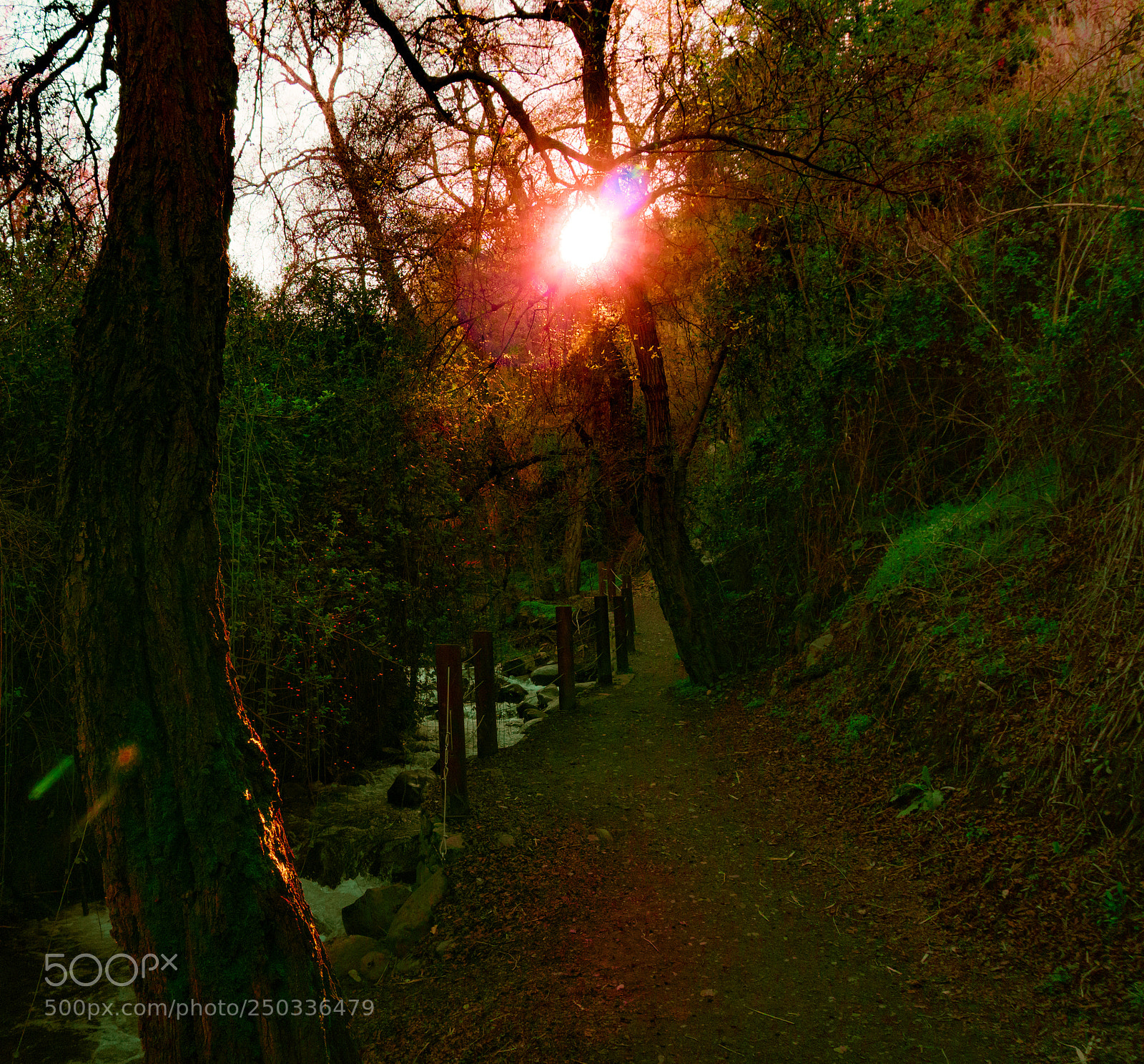 Sony a6000 sample photo. Red woods photography