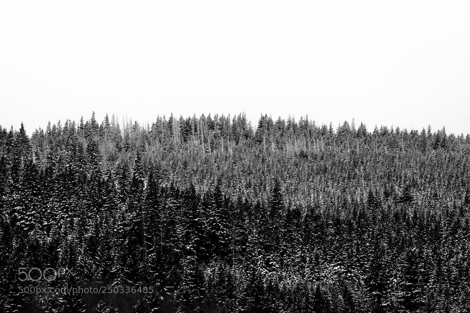 Nikon D5500 sample photo. Winter in the dark photography