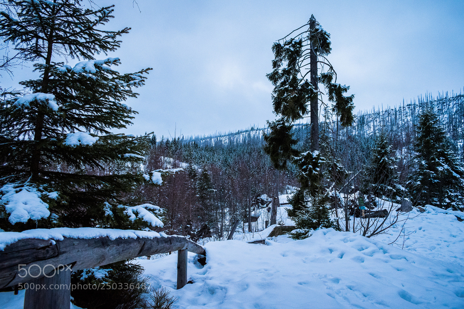 Nikon D5500 sample photo. Blue winter photography