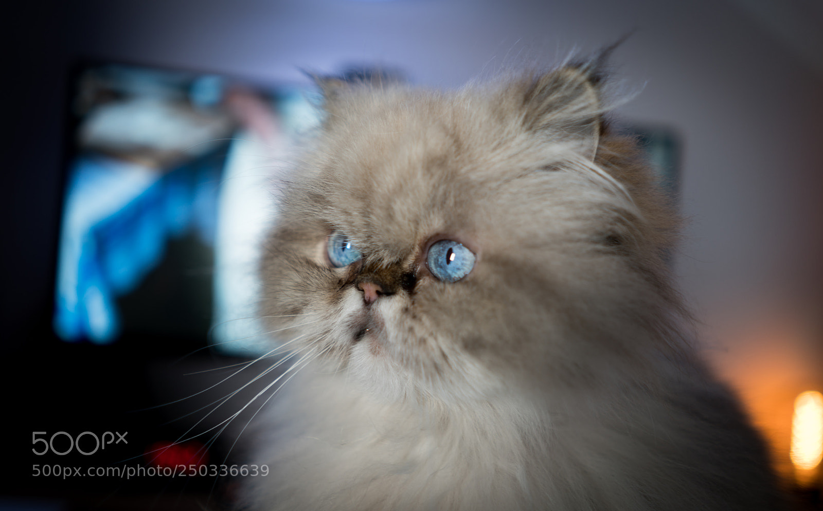 Sony a7R II sample photo. Cat with blue eyes photography