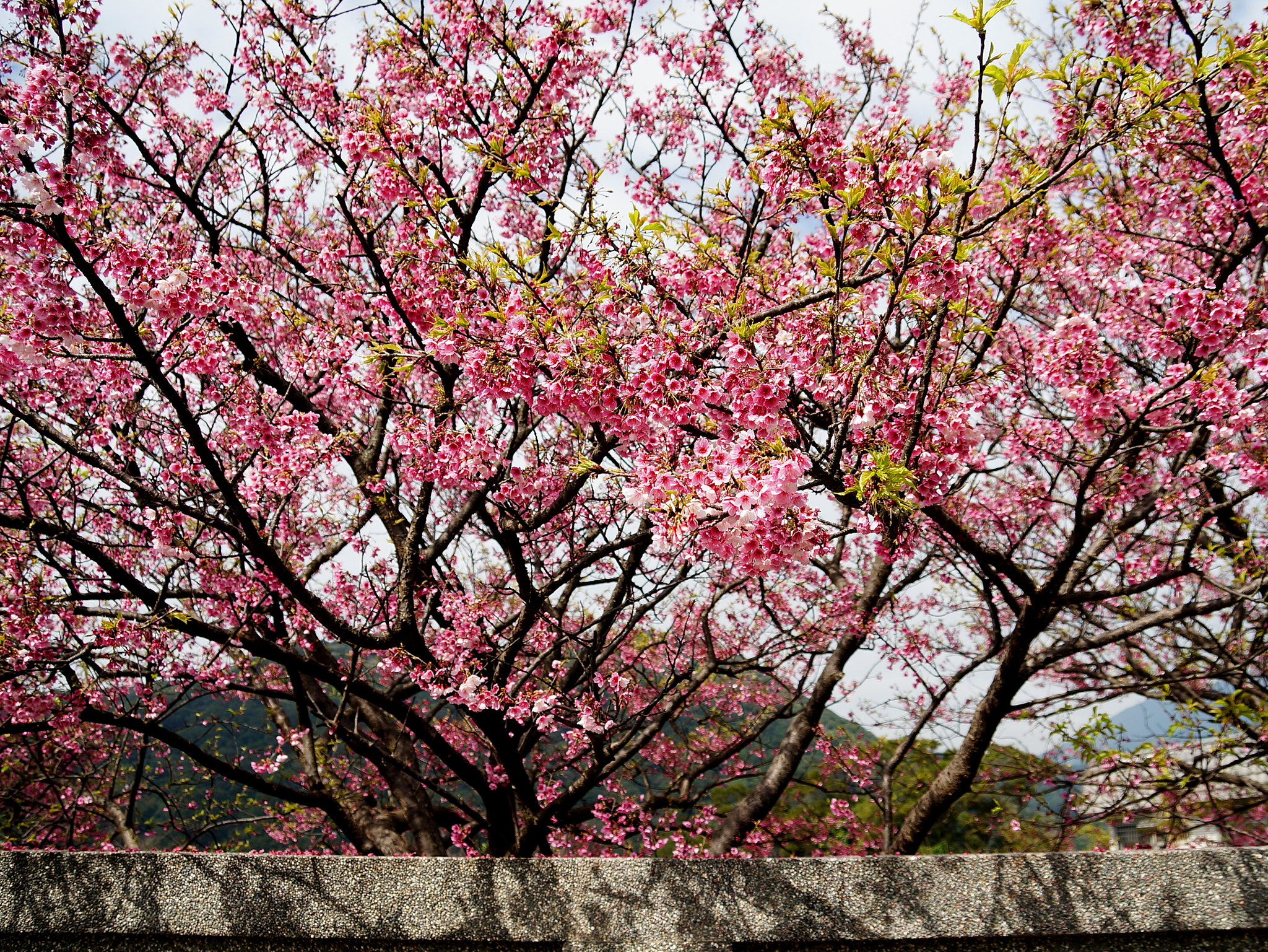 cherry blossom