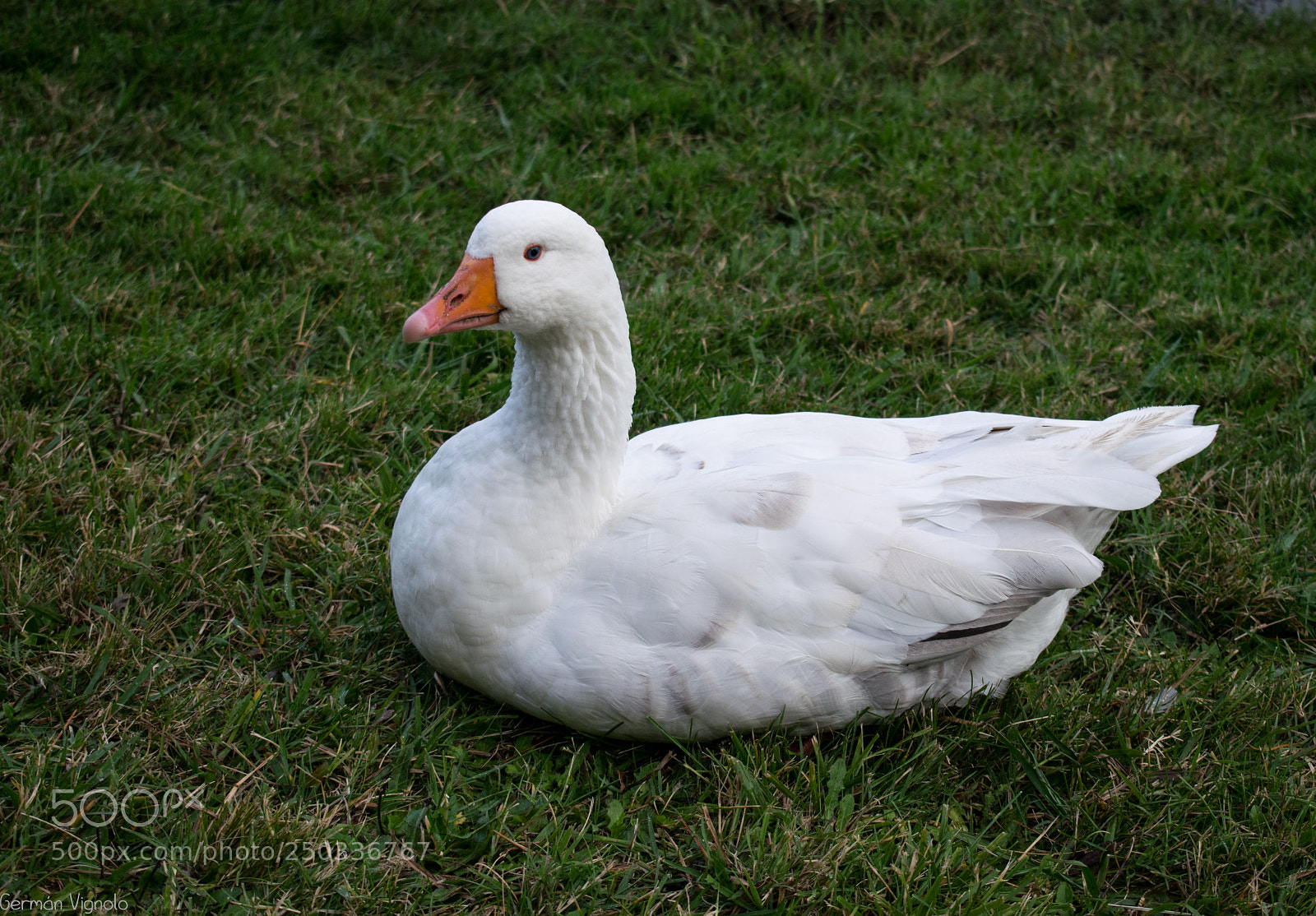 Nikon D5300 sample photo. Duck resting photography