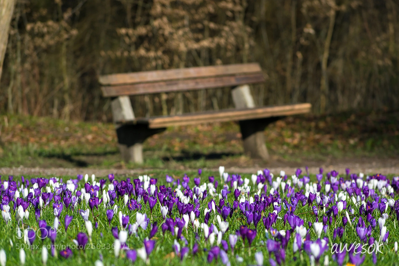 Nikon D3300 sample photo. Bench photography