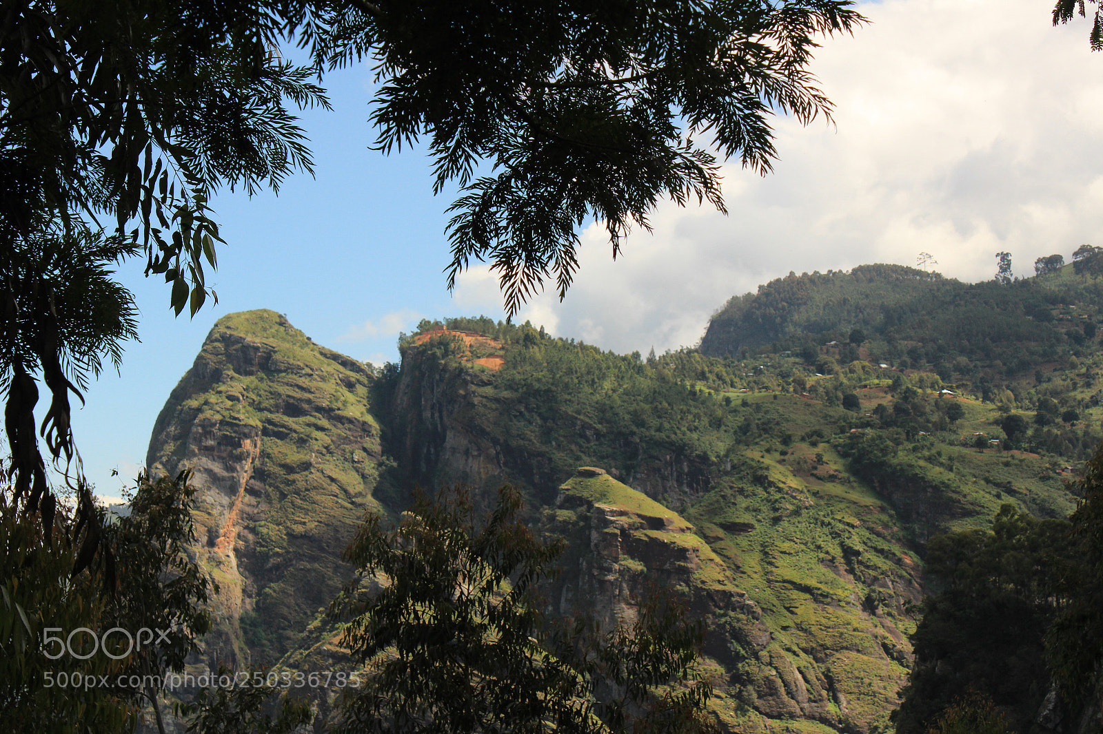 Canon EOS 600D (Rebel EOS T3i / EOS Kiss X5) sample photo. The lush green of photography