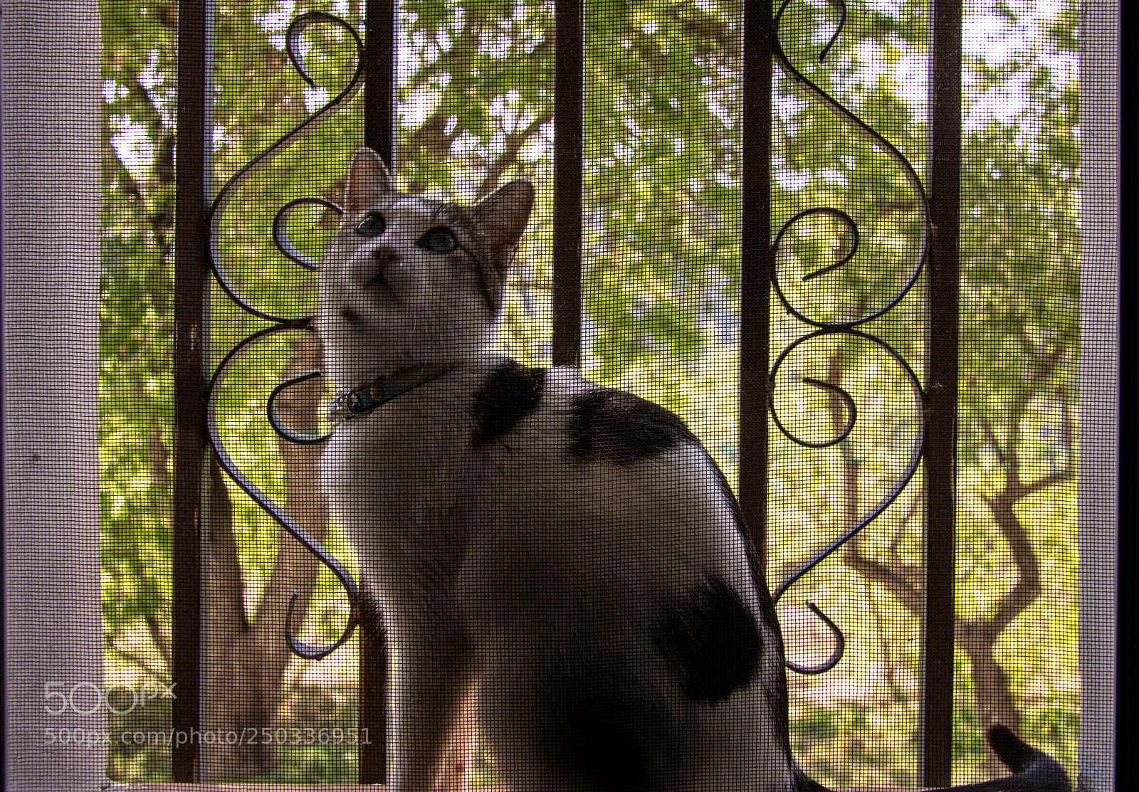 Canon EOS 60D sample photo. Gatoprimavera2 photography