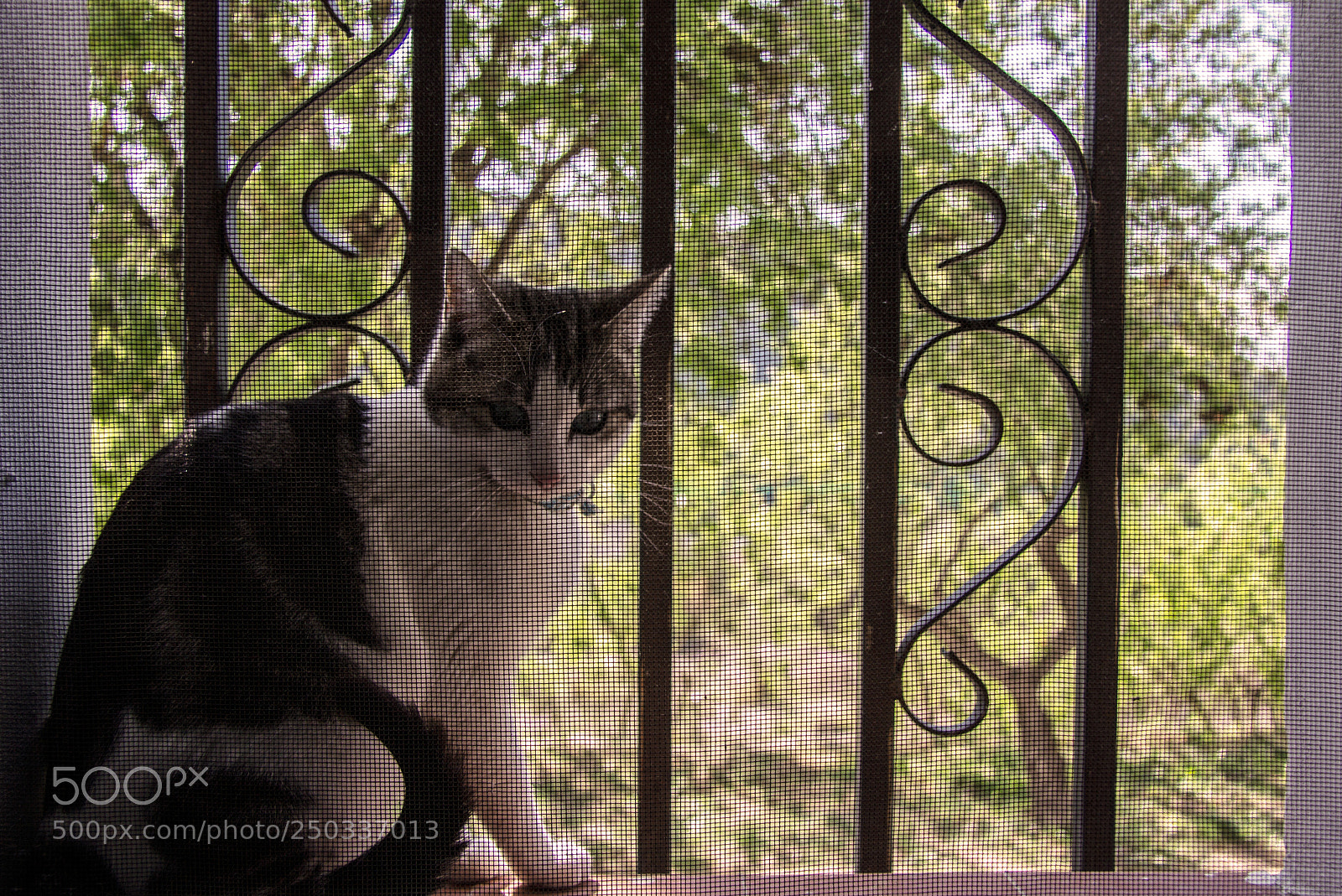 Canon EOS 60D sample photo. Gatoprimavera1 photography