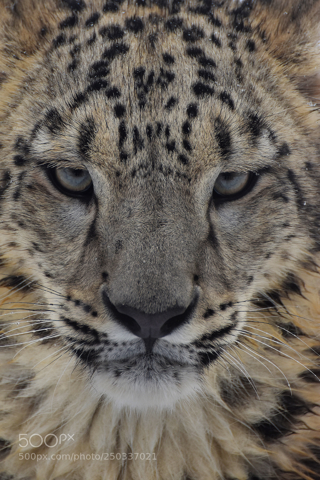 Nikon D3400 sample photo. Snow leopard photography