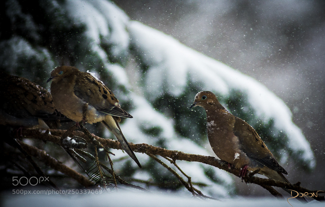 Nikon D7200 sample photo. Dove's in the snow photography