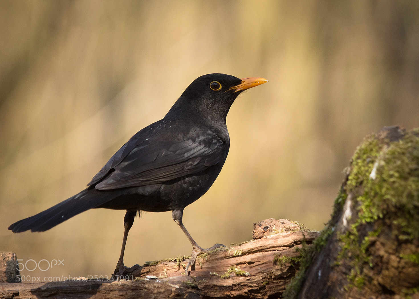 Canon EOS 7D Mark II sample photo. Blackbird photography