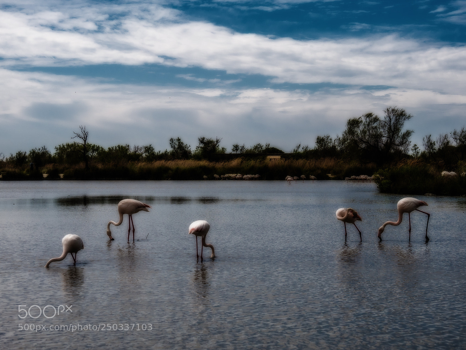 Panasonic Lumix DMC-G7 sample photo. Flamingos in the camargue photography