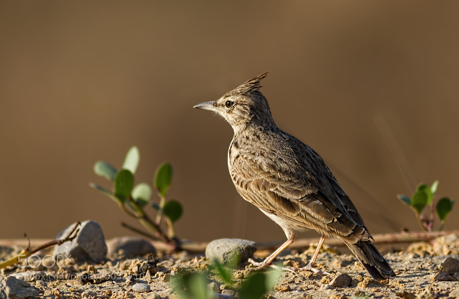 Canon EOS 7D sample photo. Crested lark... photography