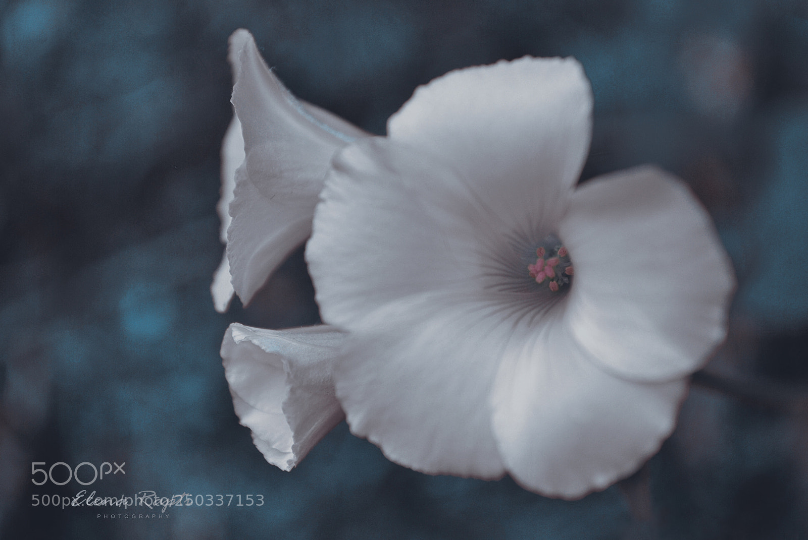 Nikon D3000 sample photo. White........ photography