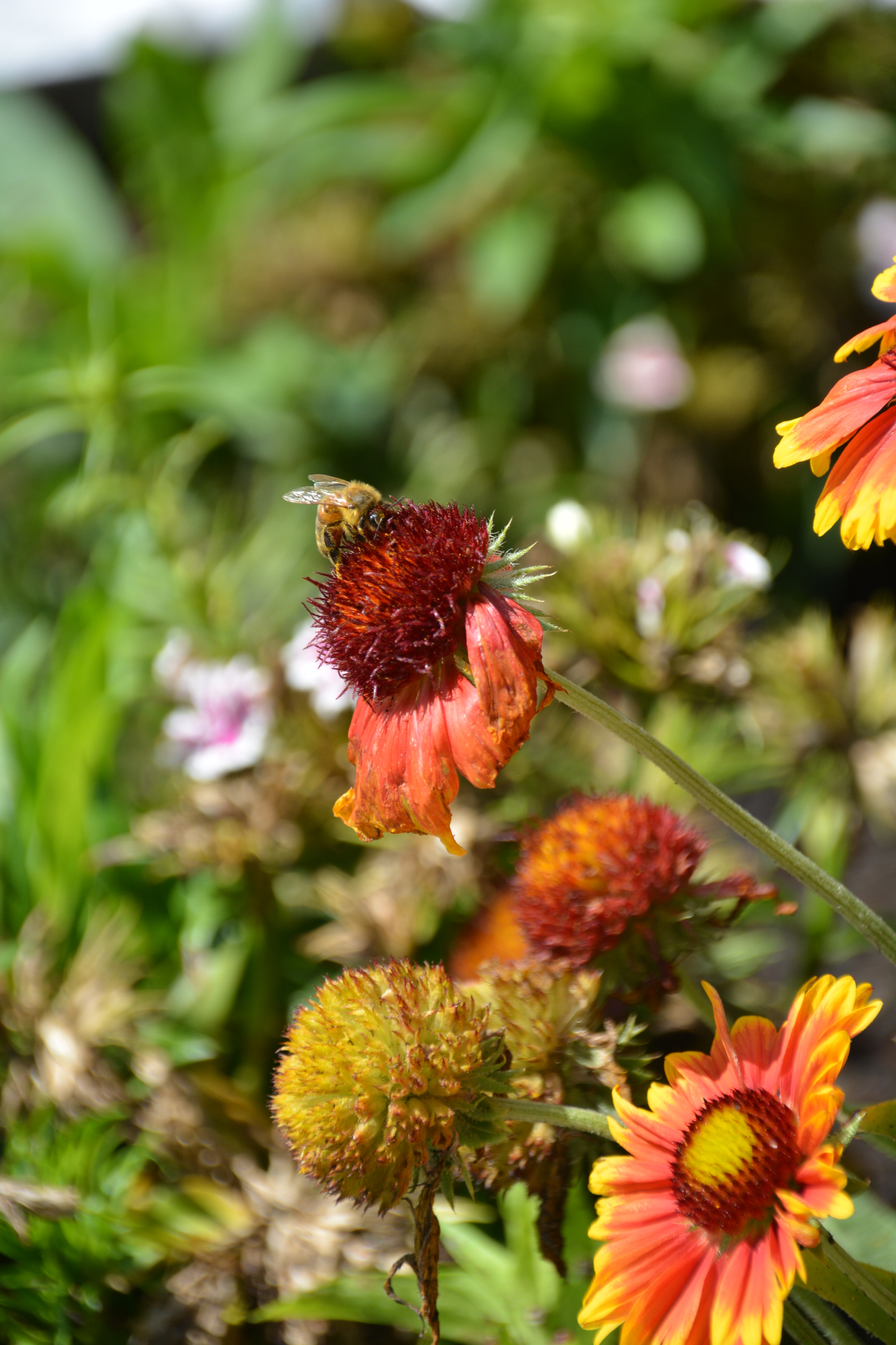 Sigma 18-250mm F3.5-6.3 DC Macro OS HSM sample photo. Work photography