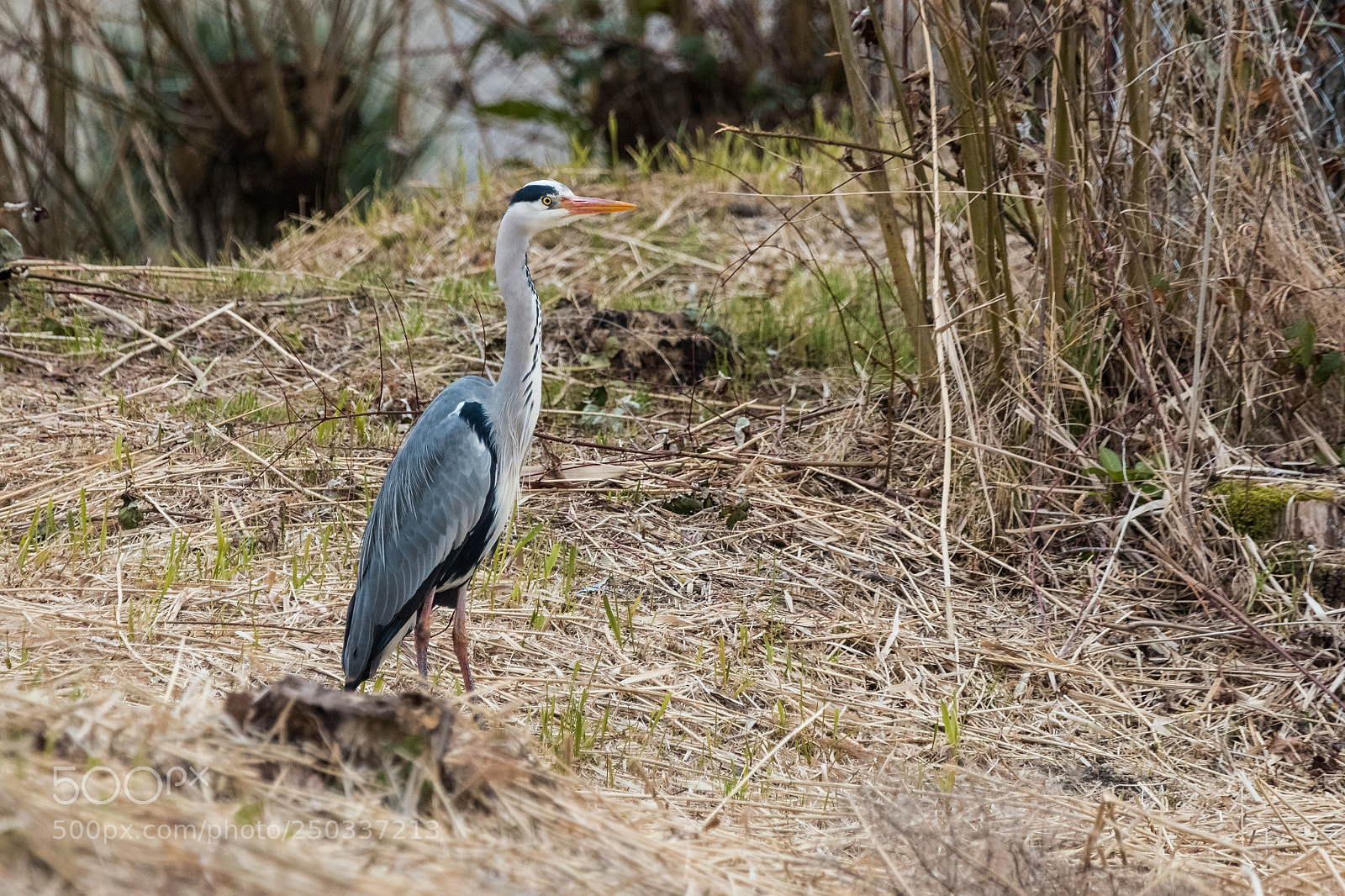 Canon EOS 70D sample photo. Untitled photography
