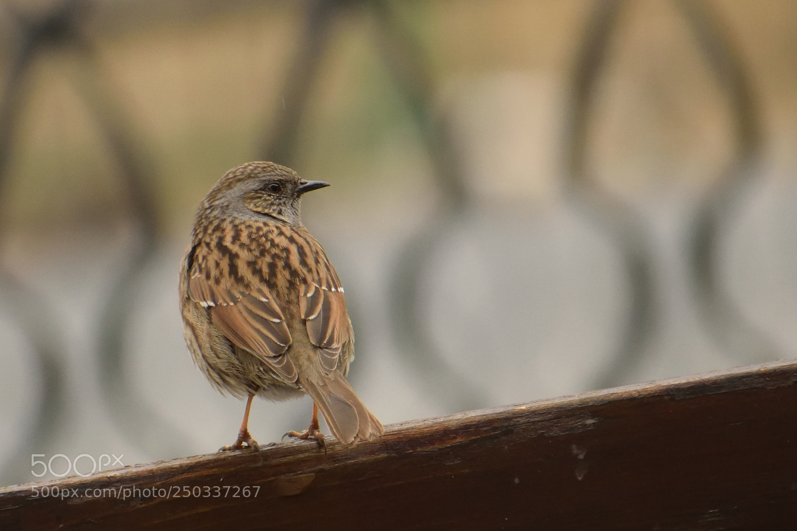 Nikon D3300 sample photo. Rock bunting photography