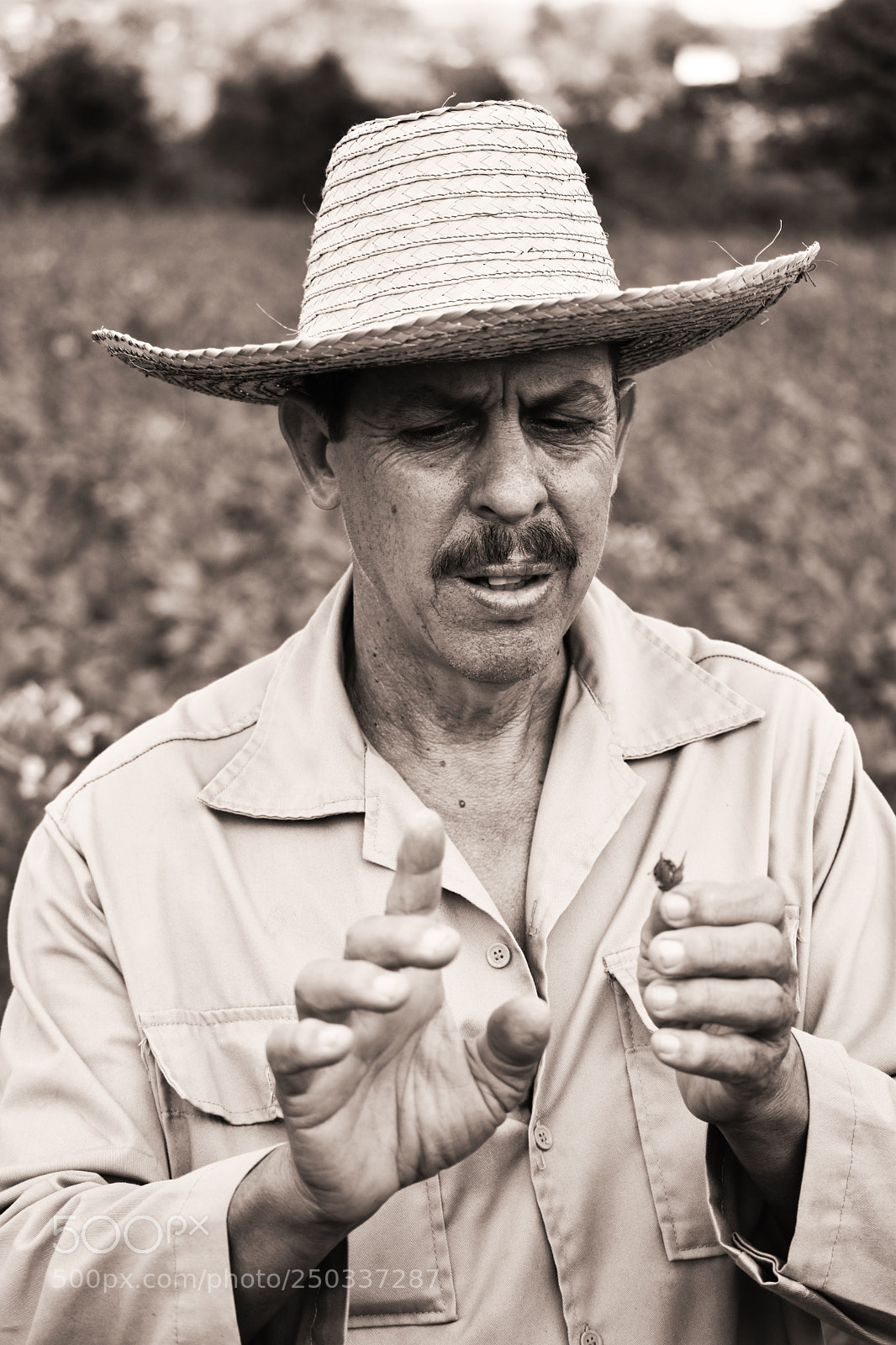 Nikon D5500 sample photo. Tobacco farmer vi ales photography