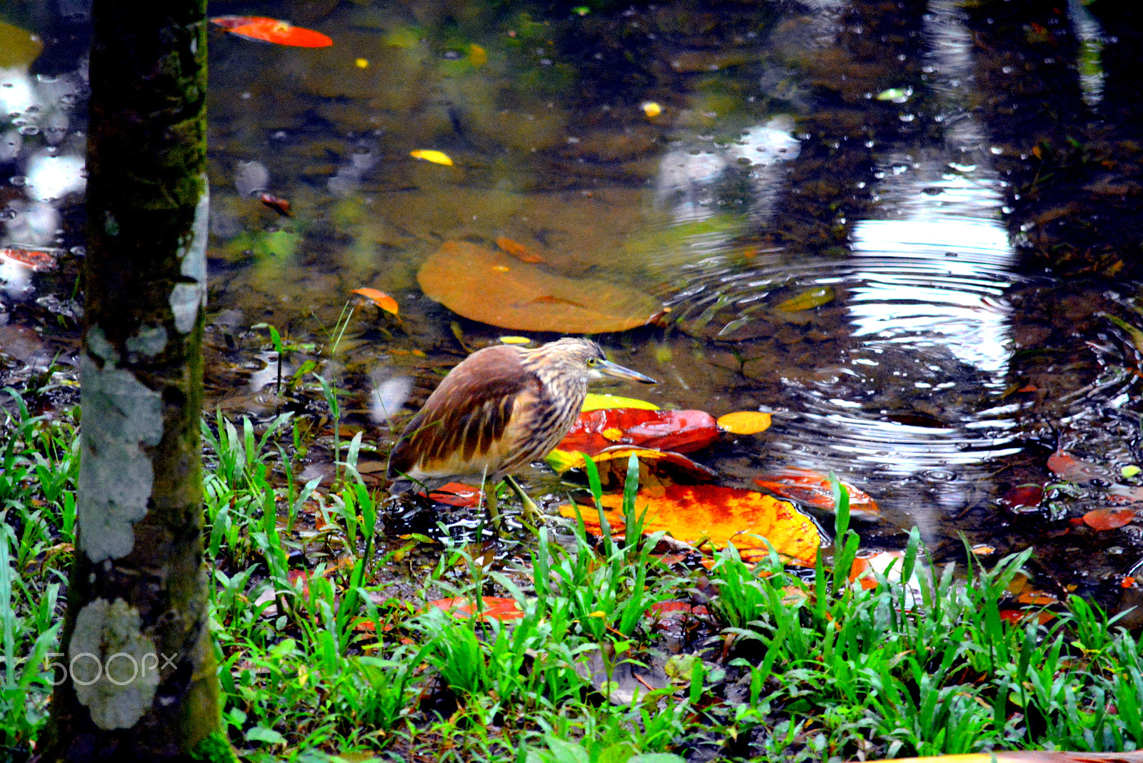 Nikon D5200 sample photo. Waiting photography