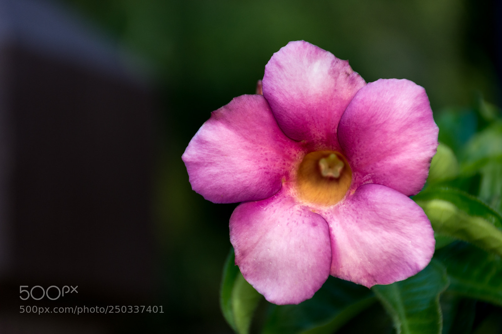 Nikon D7200 sample photo. Alamanda roxa photography