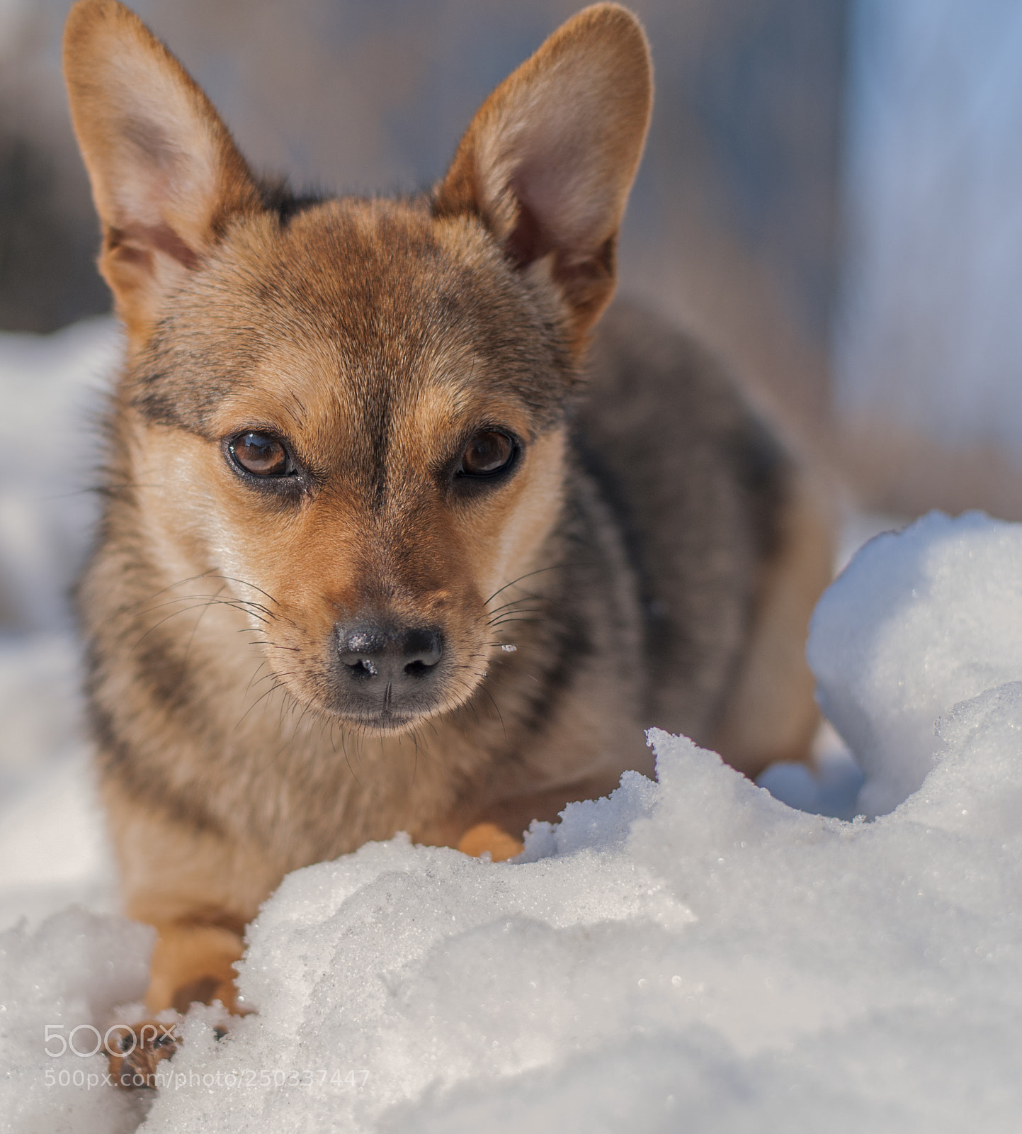 Nikon D300 sample photo. Enjoying the snow photography