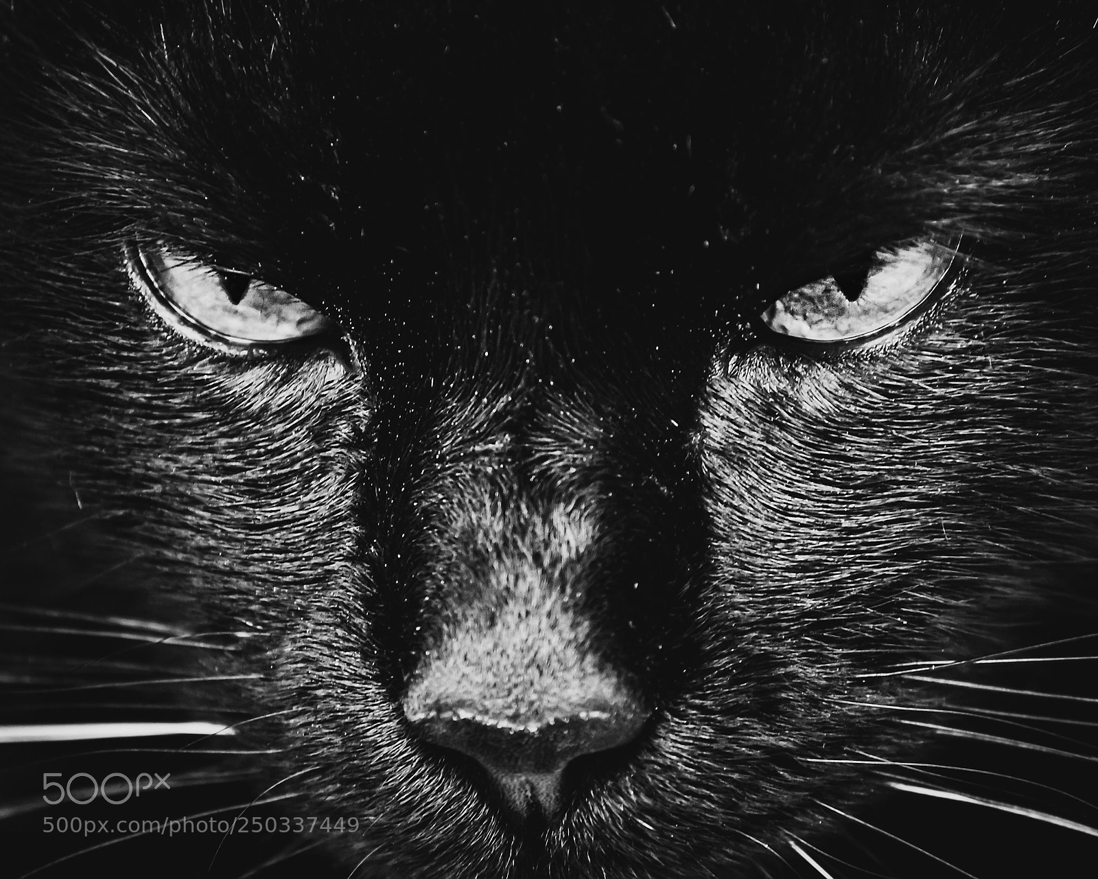 Nikon D3100 sample photo. Domestic puma photography