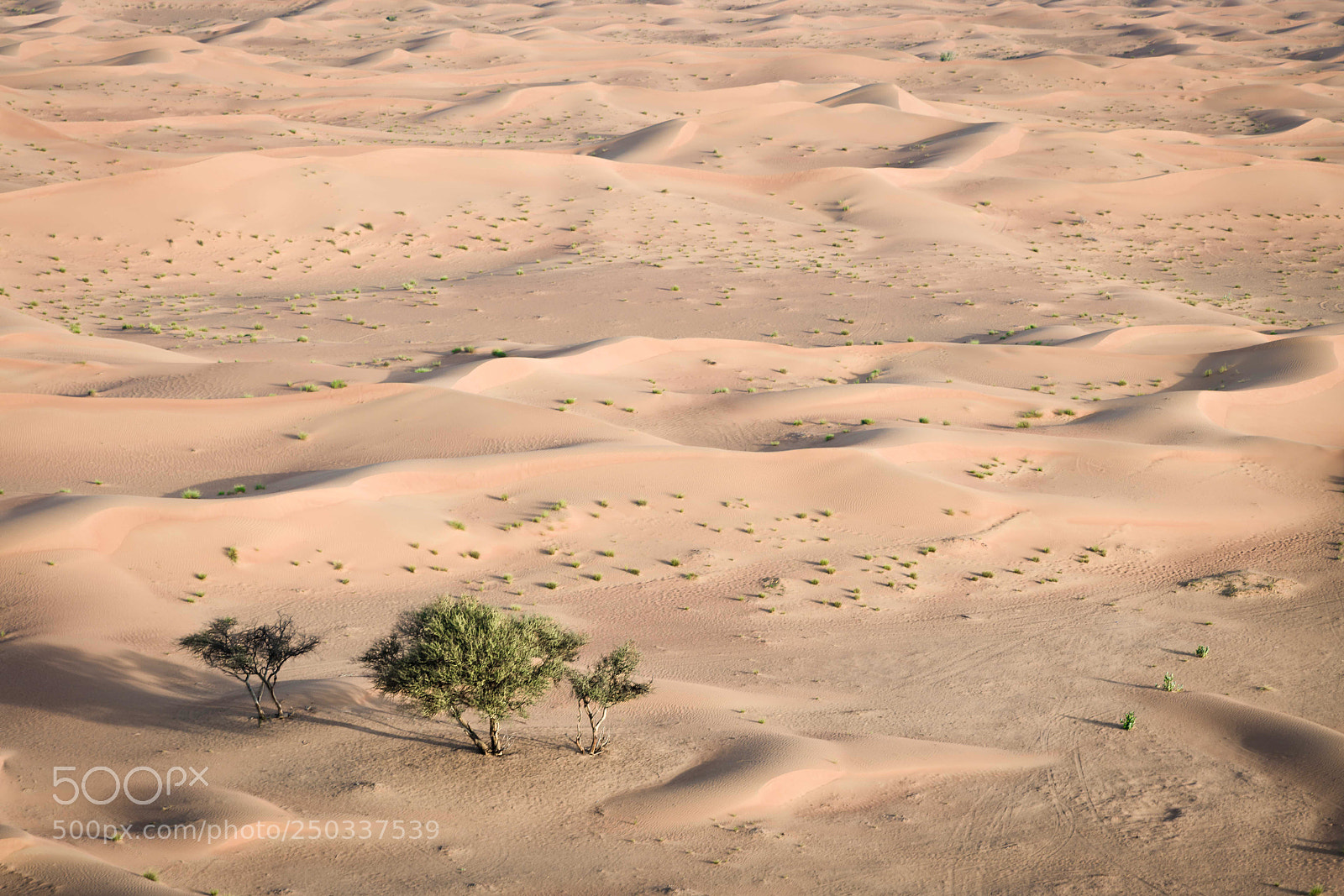 Sony a7R III sample photo. Arabian sand photography