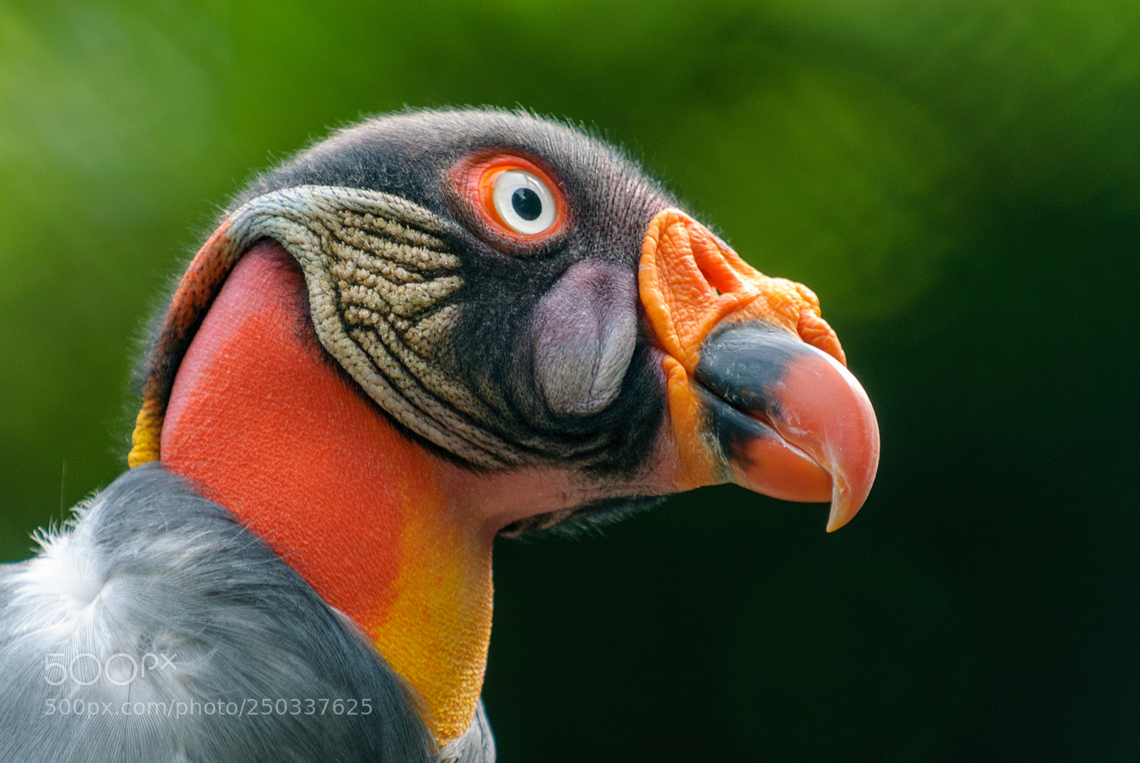 Nikon D200 sample photo. Birdparc walsrode in germany photography