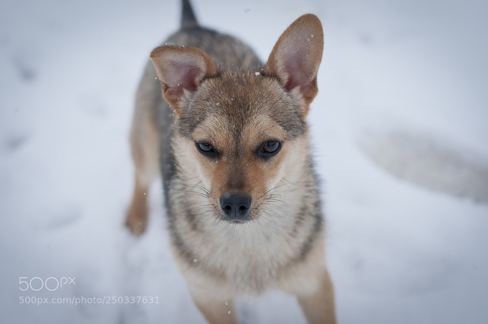 Nikon D300 sample photo. Still enjoying the snow photography