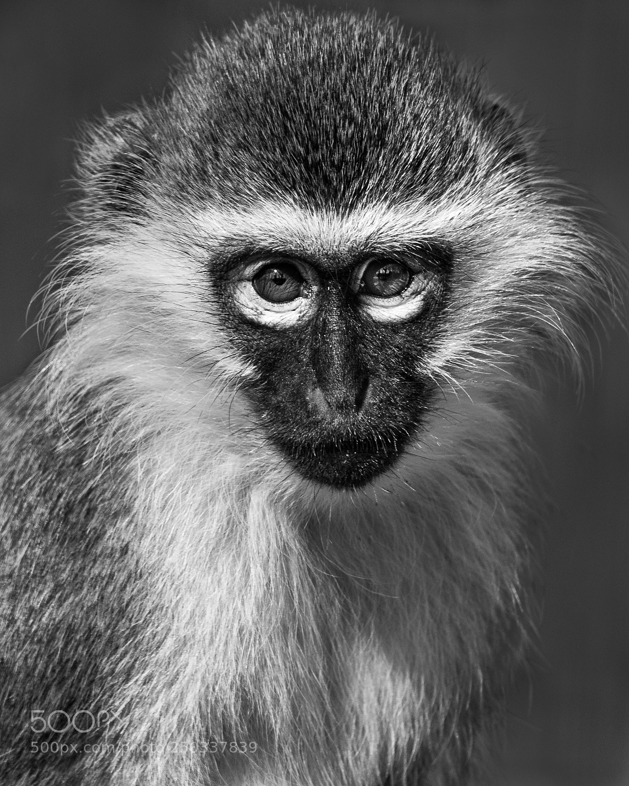 Nikon D810 sample photo. Baby grivet monkey v photography