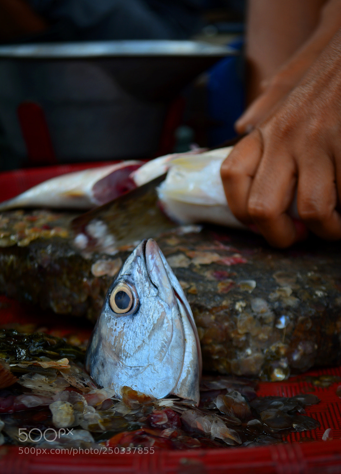 Nikon D5200 sample photo. The eye photography