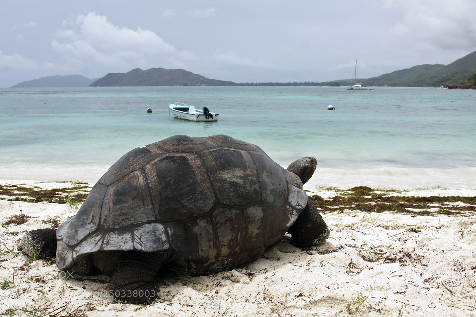 Canon EOS 50D sample photo. Seychellen-riesenschildkröte photography