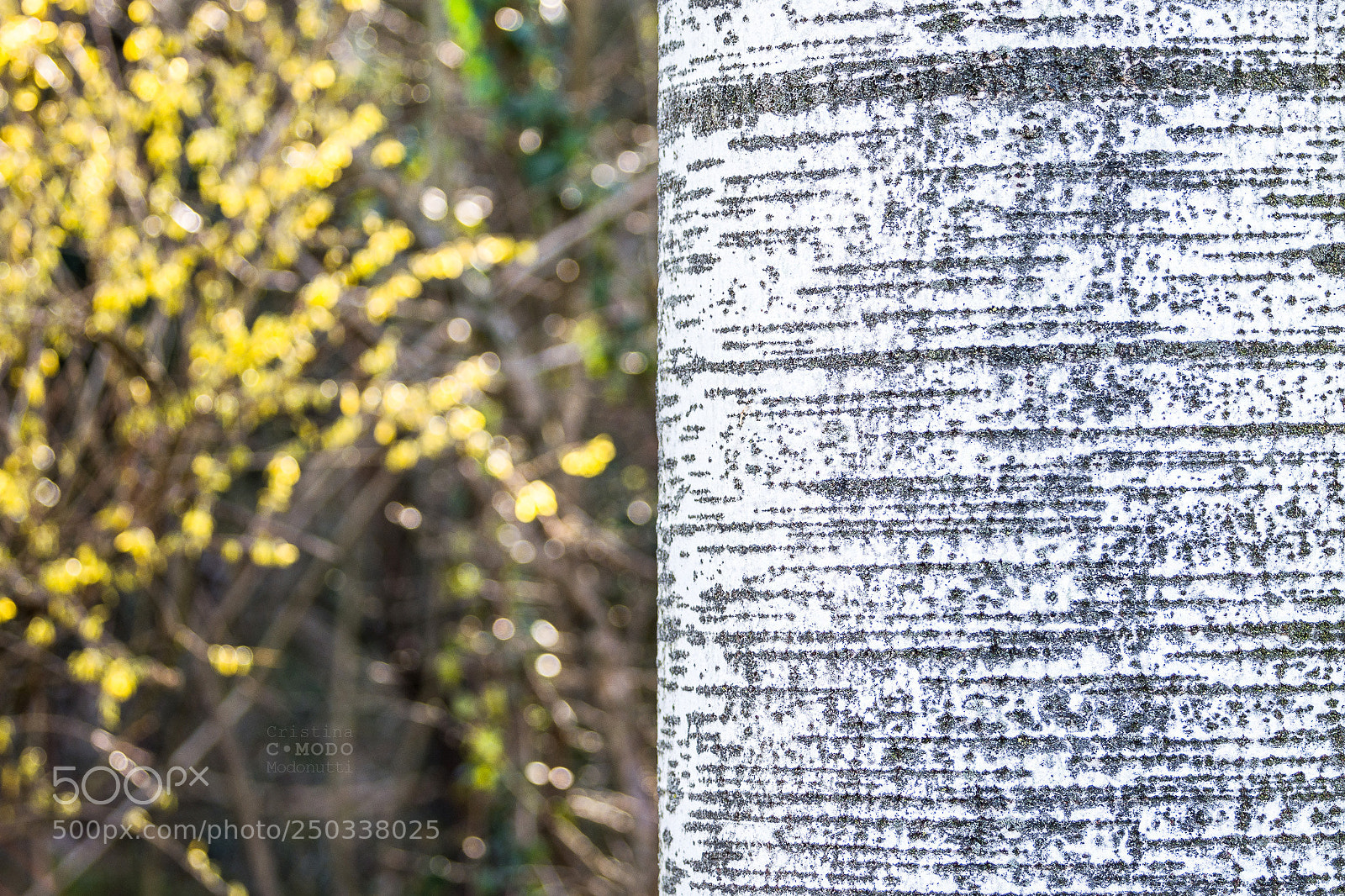 Nikon D7200 sample photo. Natura... pois, a righe photography