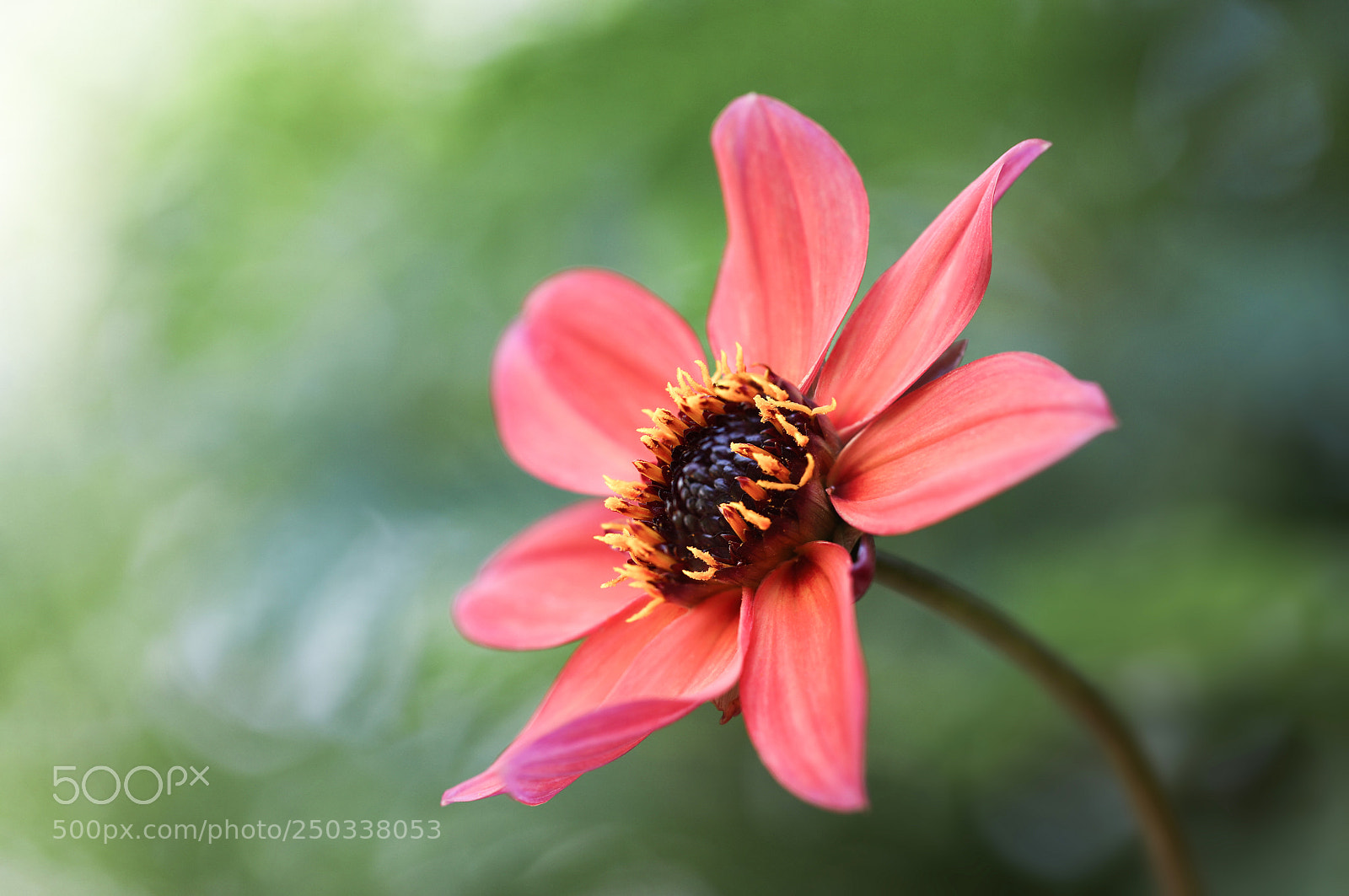 Canon EOS 5D Mark IV sample photo. Softly photography