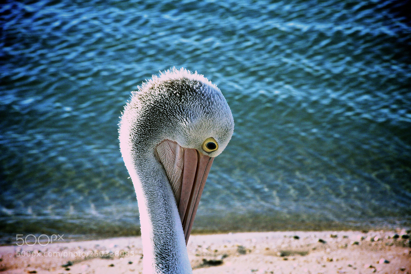 Canon EOS 7D sample photo. Pelican head photography