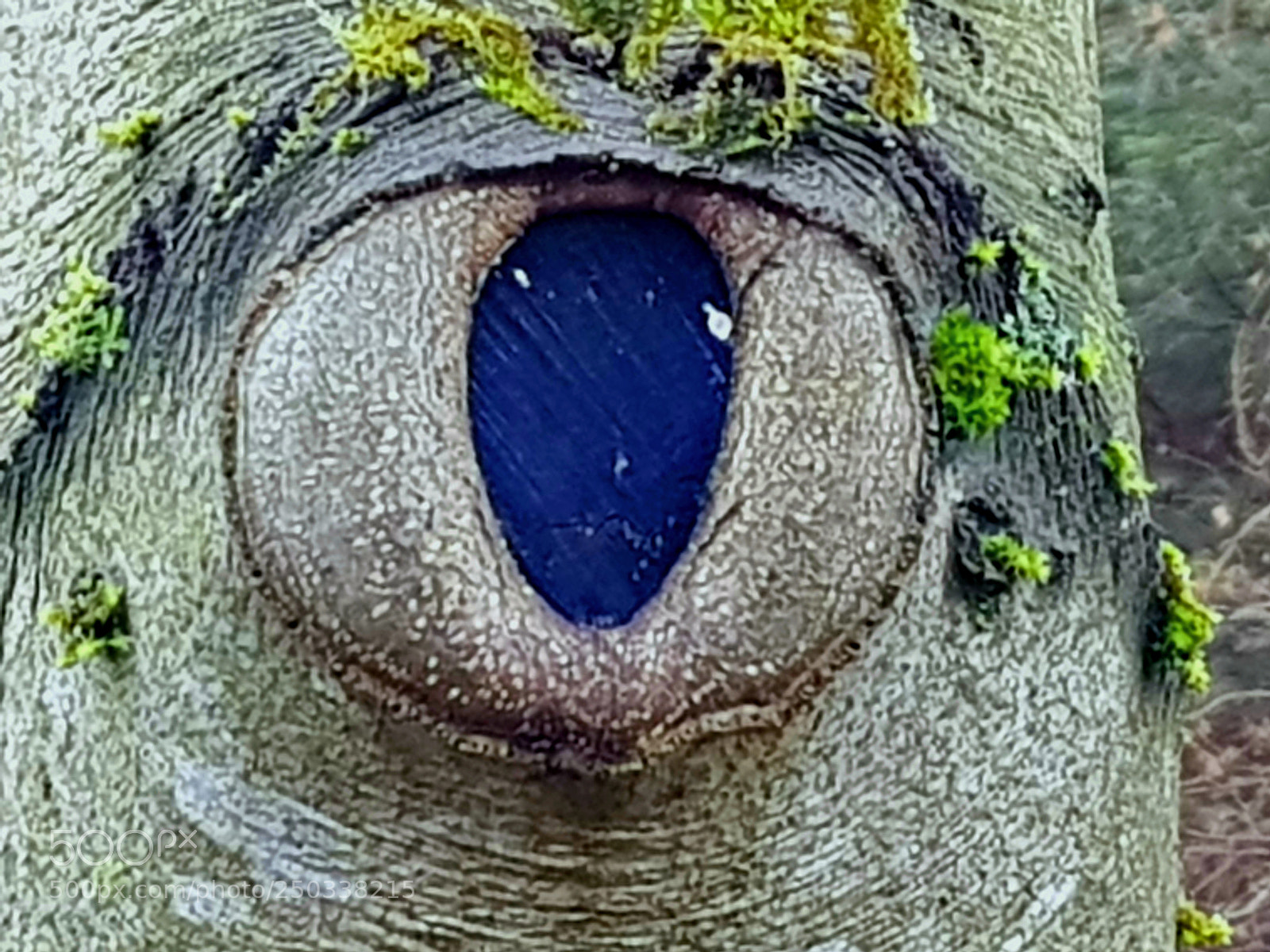 Samsung Galaxy S8+ sample photo. I see you photography