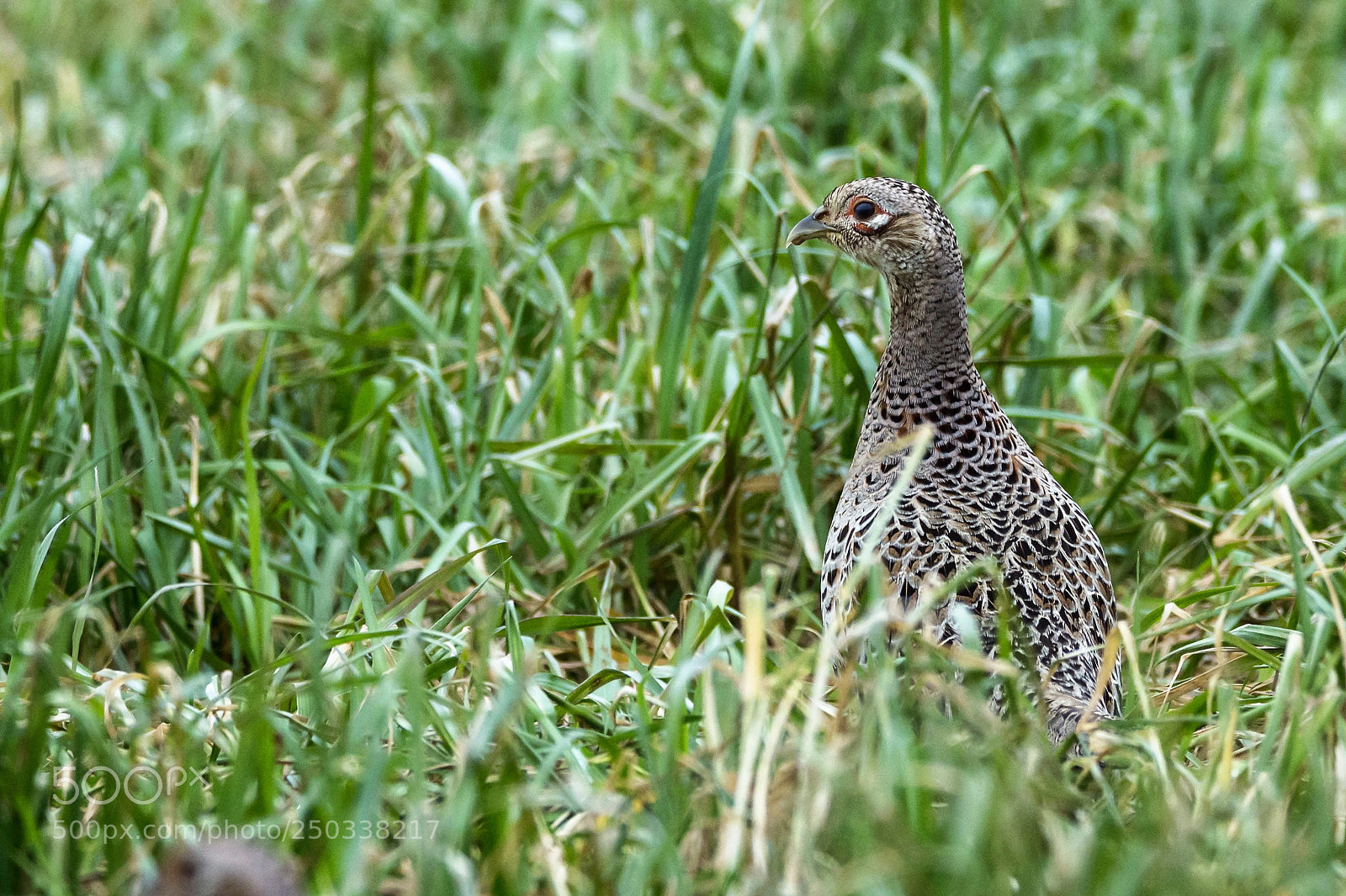 Nikon D7200 sample photo. Female pheasant in normandy photography