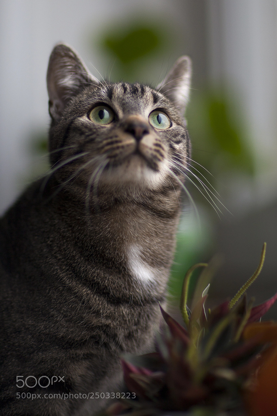 Canon EOS 5D Mark II sample photo. Ilia photography