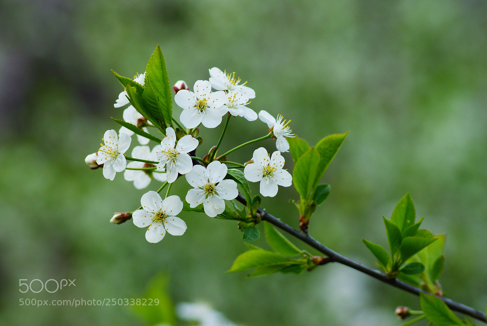Sony Alpha DSLR-A230 sample photo. Цветение photography