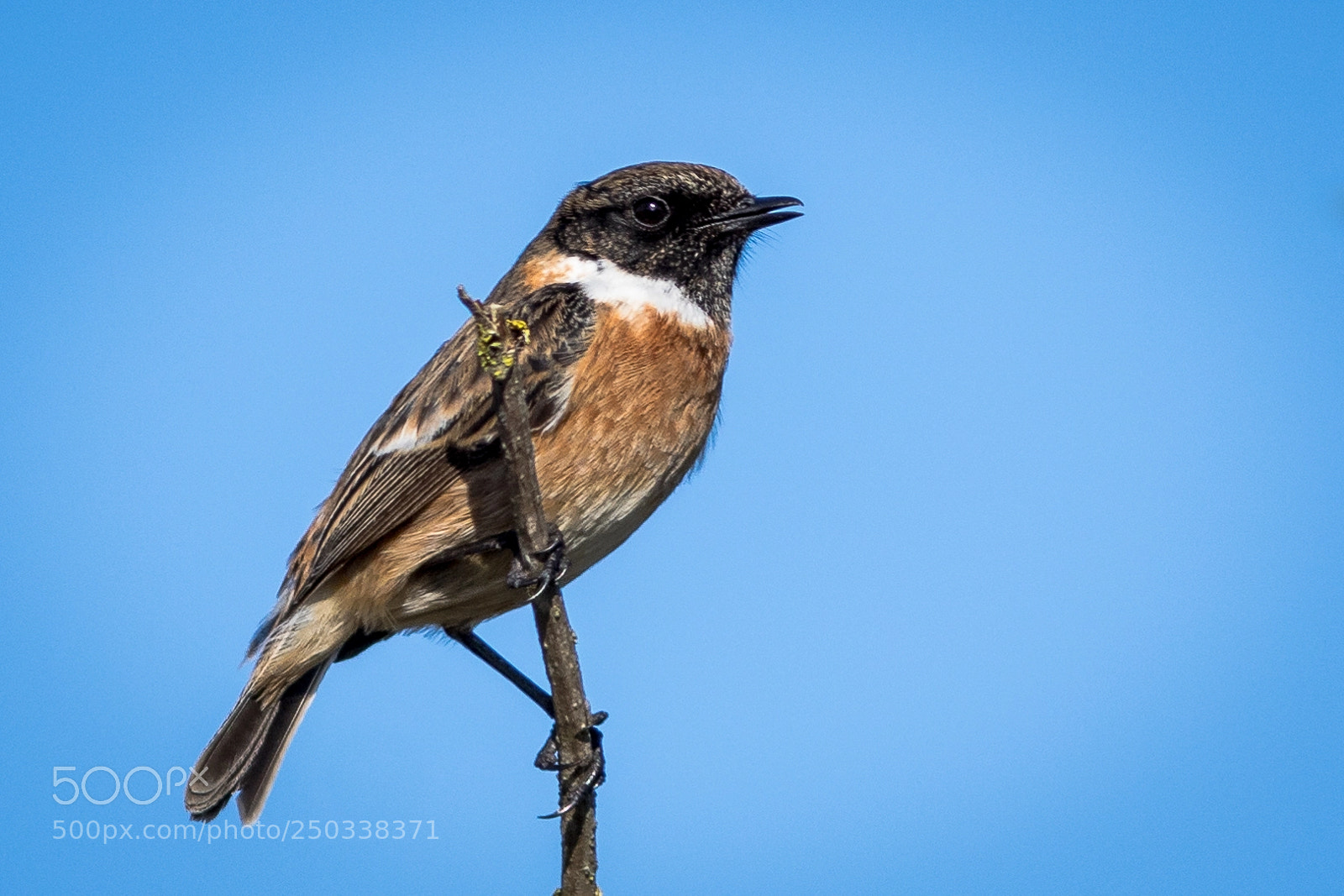 Canon EOS 7D Mark II sample photo. Stonechat male photography