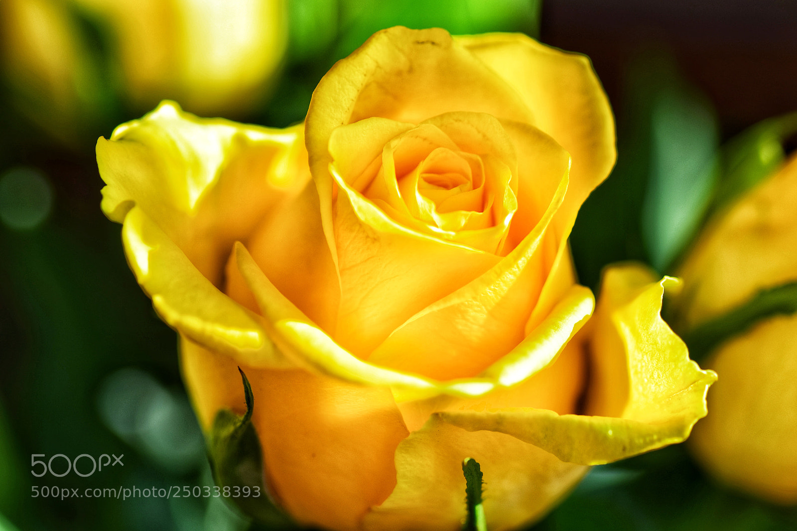 Nikon D5300 sample photo. In the right light photography