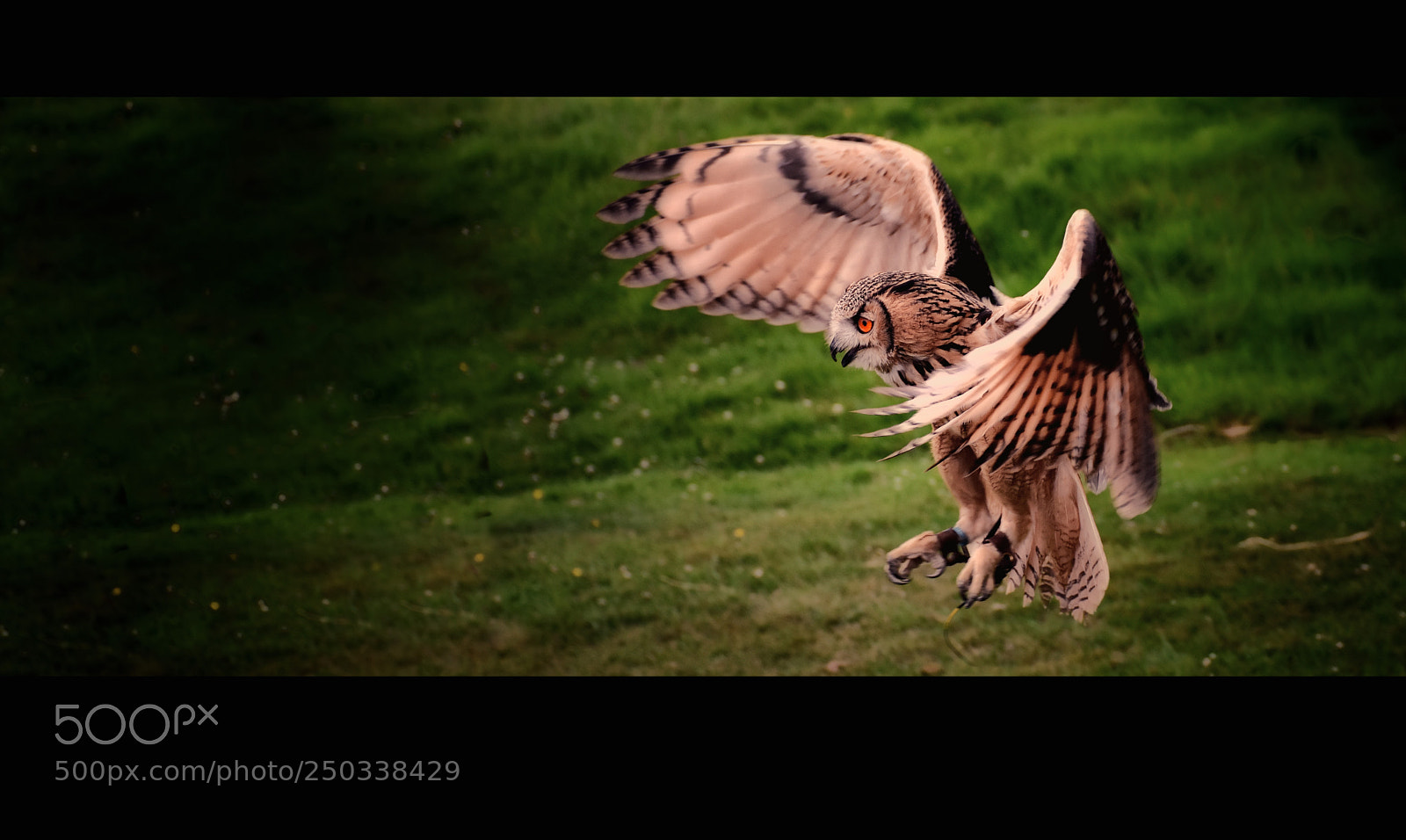 Nikon D7200 sample photo. Owl  in flight photography