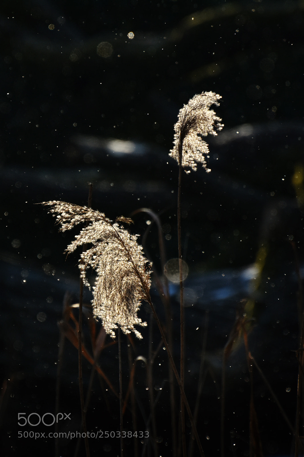 Nikon D7200 sample photo. Winter light ii grass photography